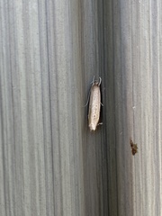 Limnaecia phragmitella