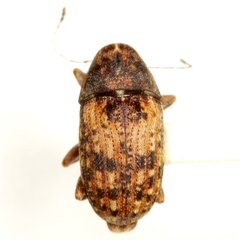 Piesocorynus mixtus
