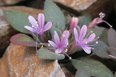 Collomia debilis debilis