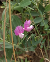 Lathyrus eucosmus