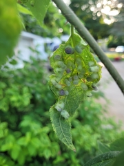 Pachypsylla celtidismamma