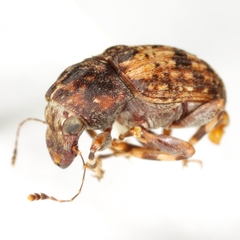 Piesocorynus mixtus