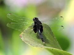 Erythemis attala