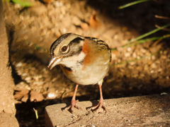 Zonotrichia capensis