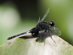 Erythemis attala
