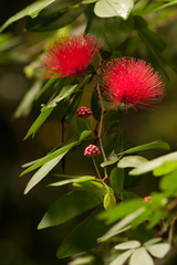Calliandra tergemina