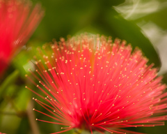 Calliandra tergemina