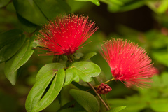 Calliandra tergemina