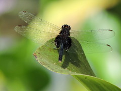 Erythemis attala