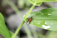 Hemicrepidius decoloratus