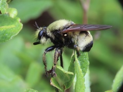 Laphria champlainii