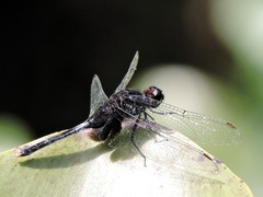 Erythemis attala