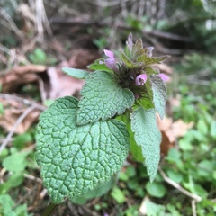 Lamium purpureum purpureum