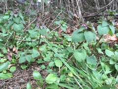 Lamium purpureum purpureum