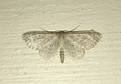 Idaea sylvestraria