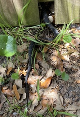 Nerodia sipedon williamengelsi