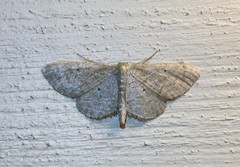 Idaea sylvestraria