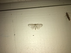 Idaea sylvestraria