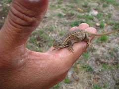 Sceloporus scalaris