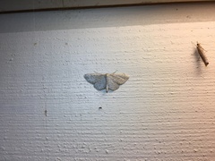Idaea sylvestraria