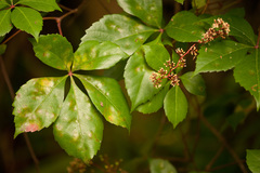 Parthenocissus quinquefolia