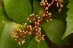 Parthenocissus quinquefolia