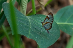 Ithomia agnosia zikani
