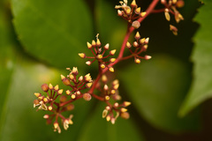 Parthenocissus quinquefolia