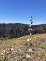 Malacothamnus arcuatus