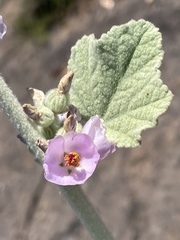 Malacothamnus arcuatus