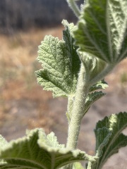 Malacothamnus arcuatus