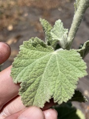 Malacothamnus arcuatus