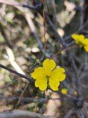 Hibbertia cistiflora