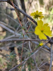Hibbertia cistiflora
