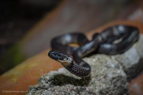 Banded Snail Sucker