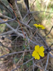 Hibbertia cistiflora