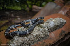 Tropidodipsas fasciata