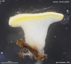 Phaeohelotium fulvidulum