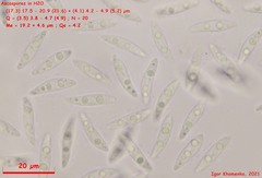 Phaeohelotium fulvidulum