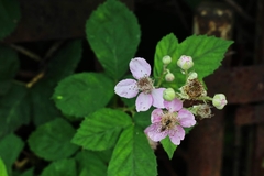 Rubus armeniacus