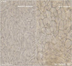 Phaeohelotium fulvidulum
