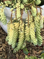 Sedum burrito
