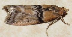 Meroptera cviatella