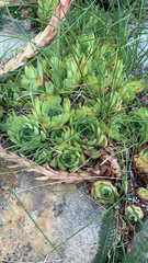 Sempervivum tectorum