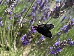 Ctenucha multifaria