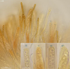 Phaeohelotium fulvidulum