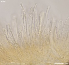 Phaeohelotium fulvidulum