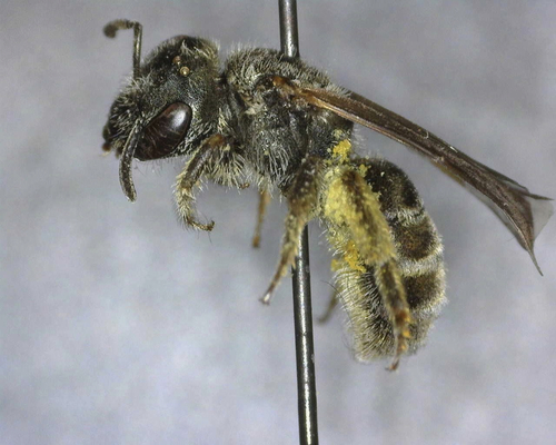iNaturalist observation photo of Tripartite Sweat Bee