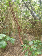 Myrsine chathamica