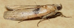 Sciota fernaldi